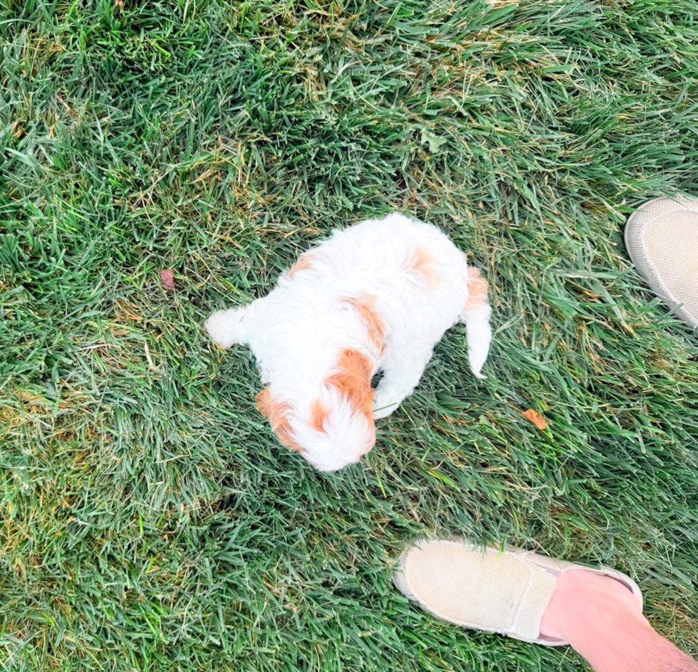 Cute Cavapoo Baby