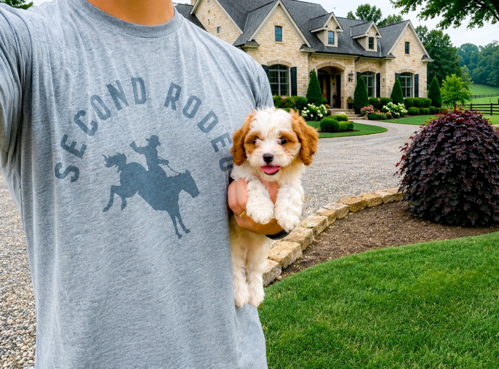 Cavapoo Pup Being Cute