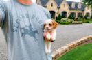 Cute Cavapoodle Poodle Mix Puppy