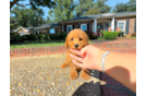 Cavapoo Puppy for Adoption
