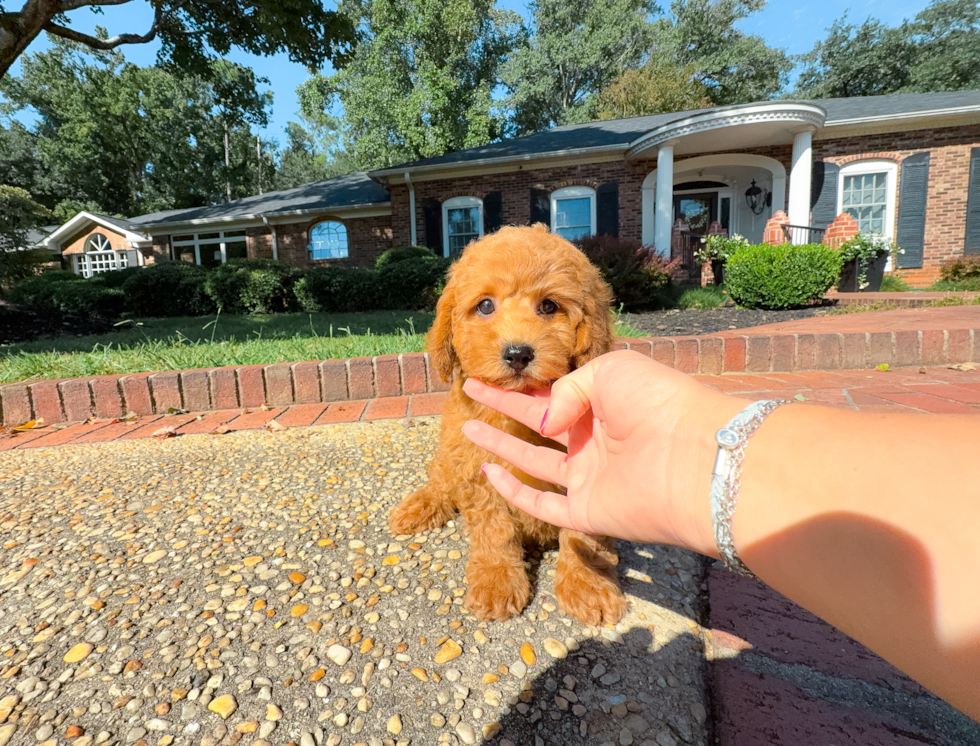 Cavapoo Puppy for Adoption
