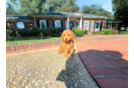 Cute Cavipoo Poodle Mix Puppy