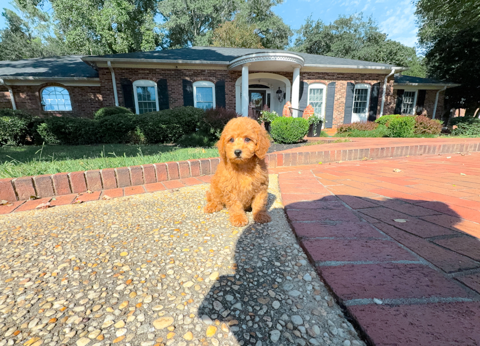 Cute Cavipoo Poodle Mix Puppy