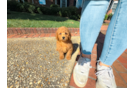 Cute Cavapoo Poodle Mix Pup