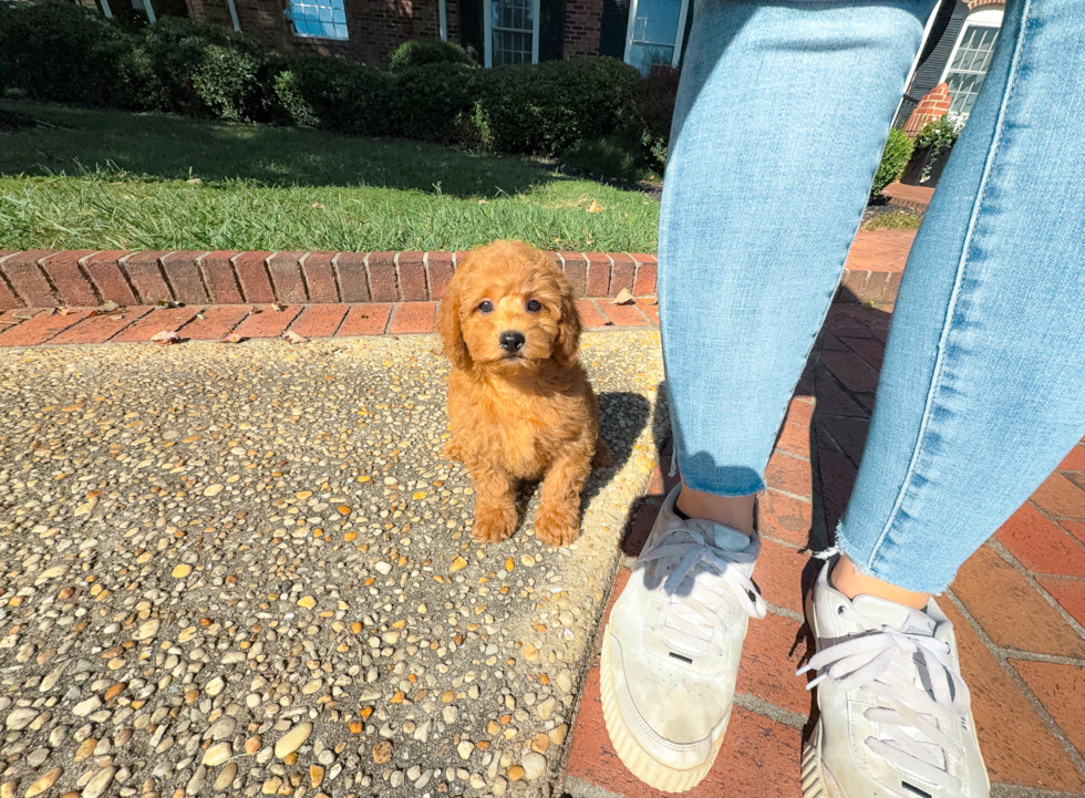 Cute Cavapoo Poodle Mix Pup