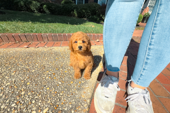 Cute Cavapoo Poodle Mix Pup