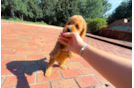 Cavapoo Pup Being Cute