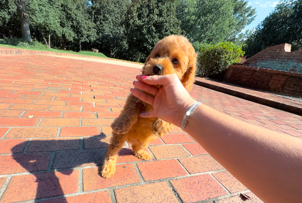 Cavapoo Pup Being Cute
