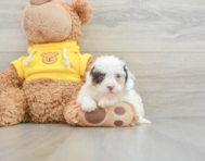 9 week old Cavapoo Puppy For Sale - Simply Southern Pups