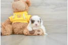 Cavapoo Puppy for Adoption