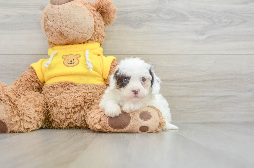 9 week old Cavapoo Puppy For Sale - Simply Southern Pups