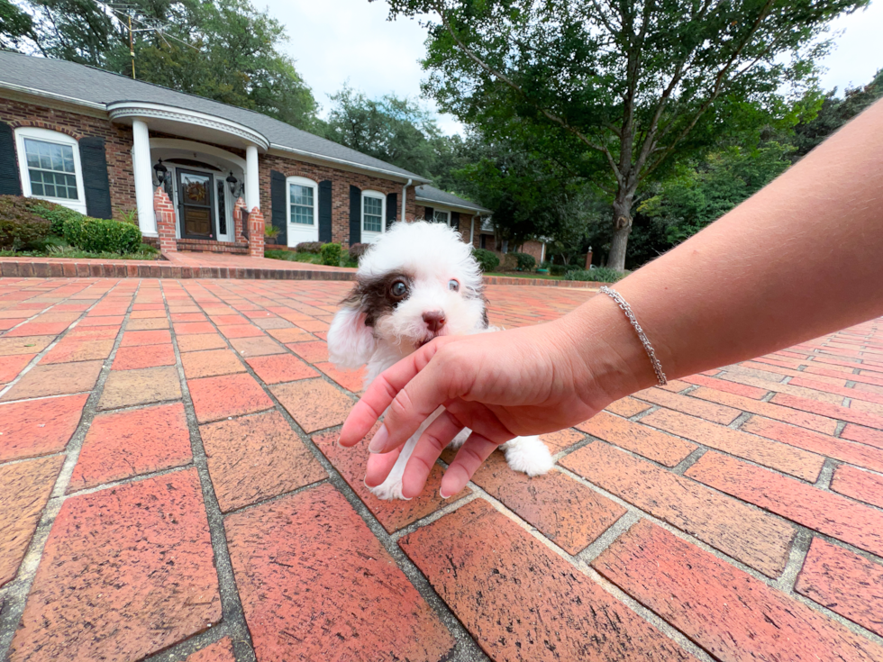 Cavapoo Pup Being Cute