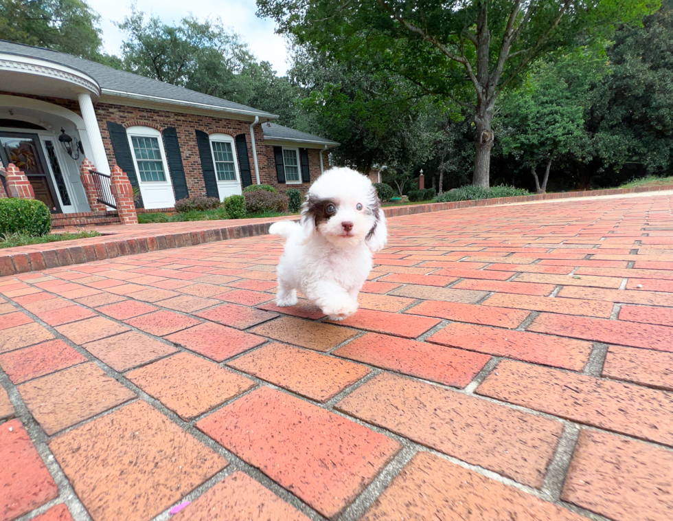 Cute Cavadoodle Poodle Mix Puppy