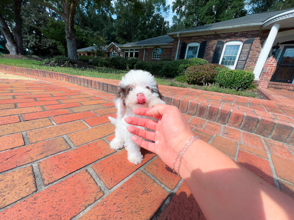 Cavapoo Puppy for Adoption