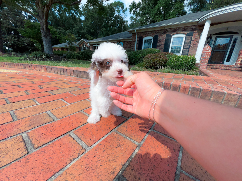 Cute Cavapoo Poodle Mix Pup