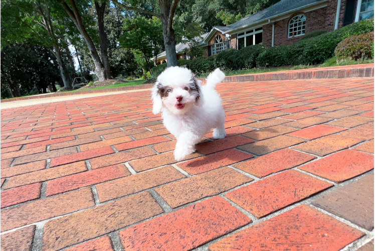 Cute Cavapoo Baby