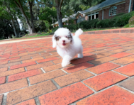 9 week old Cavapoo Puppy For Sale - Simply Southern Pups