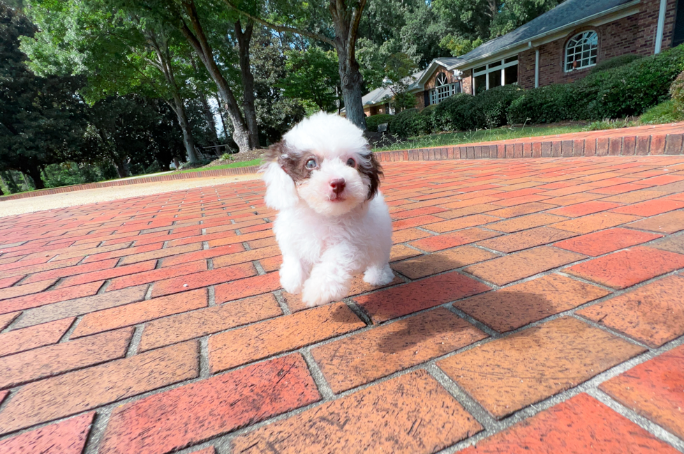 Cute Cavapoo Baby