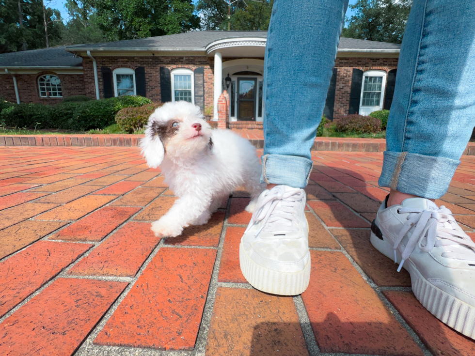 Cute Cavapoo Baby