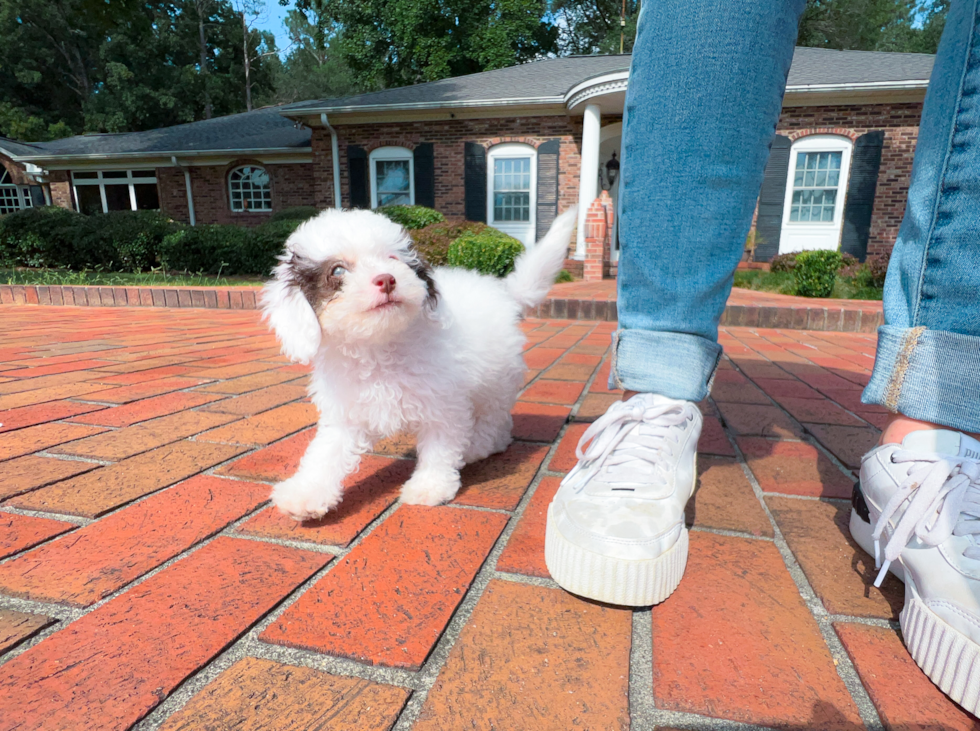 Cavapoo Pup Being Cute