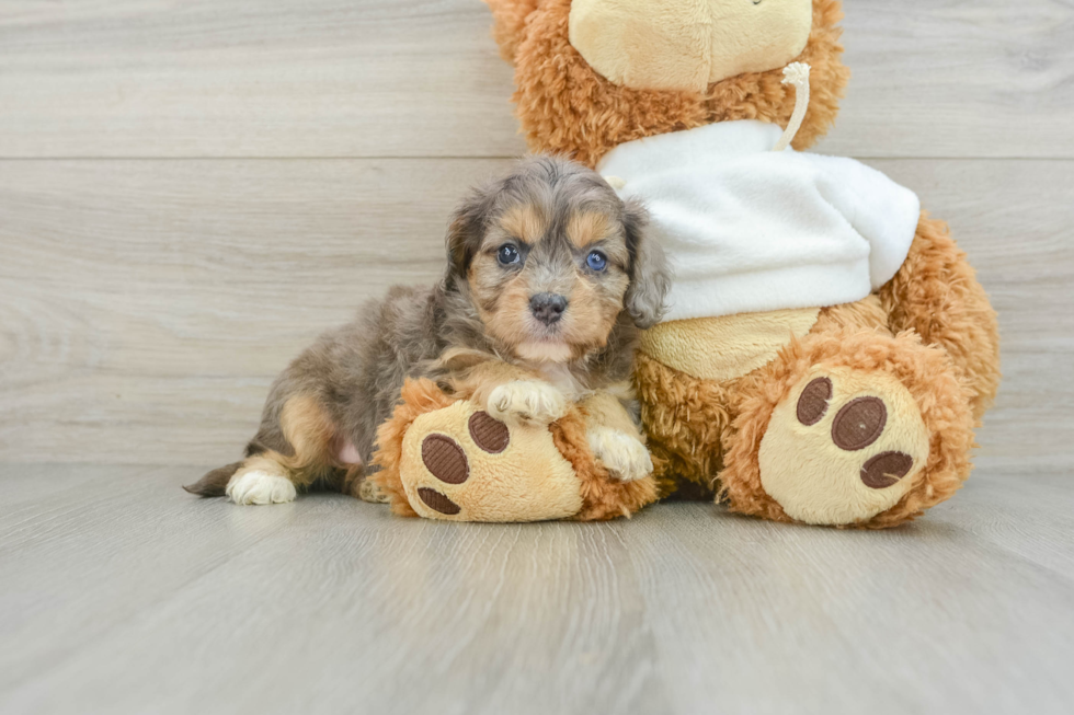 Cavapoo Puppy for Adoption