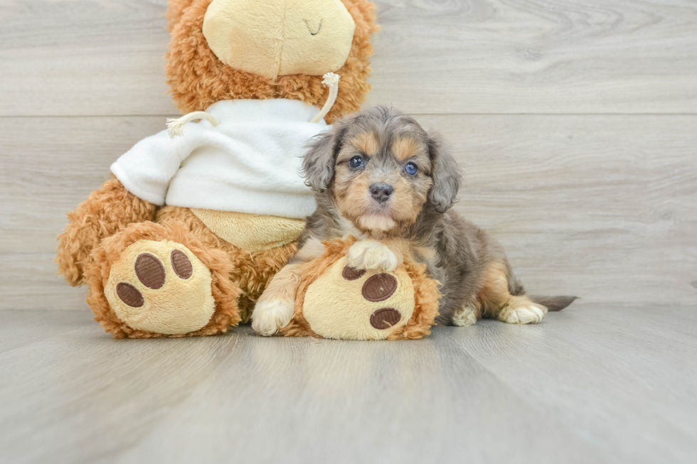 Best Cavapoo Baby