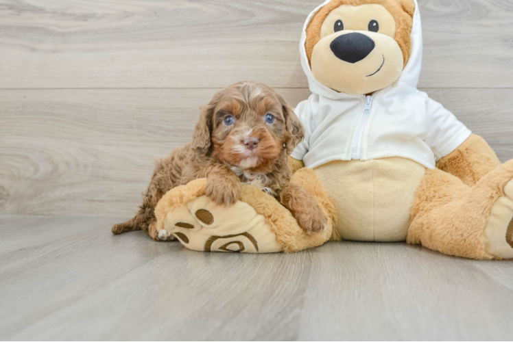 Best Cavapoo Baby