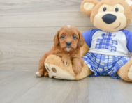 7 week old Cavapoo Puppy For Sale - Simply Southern Pups