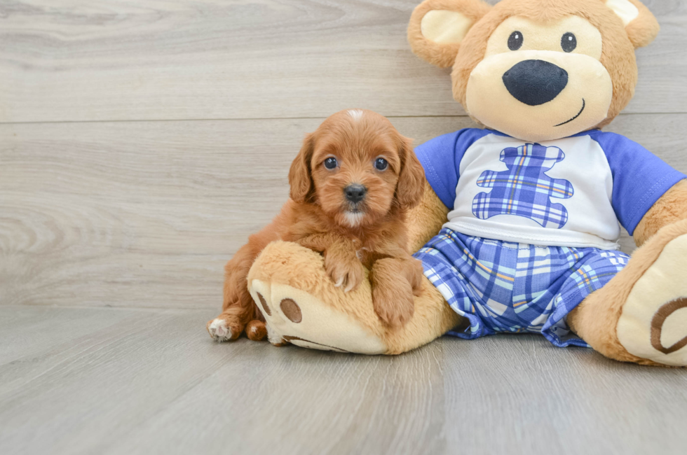 8 week old Cavapoo Puppy For Sale - Simply Southern Pups