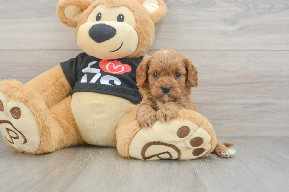 6 week old Cavapoo Puppy For Sale - Simply Southern Pups