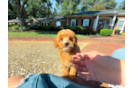 Best Cavapoo Baby
