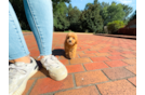 Best Cavapoo Baby