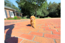 Cavapoo Puppy for Adoption