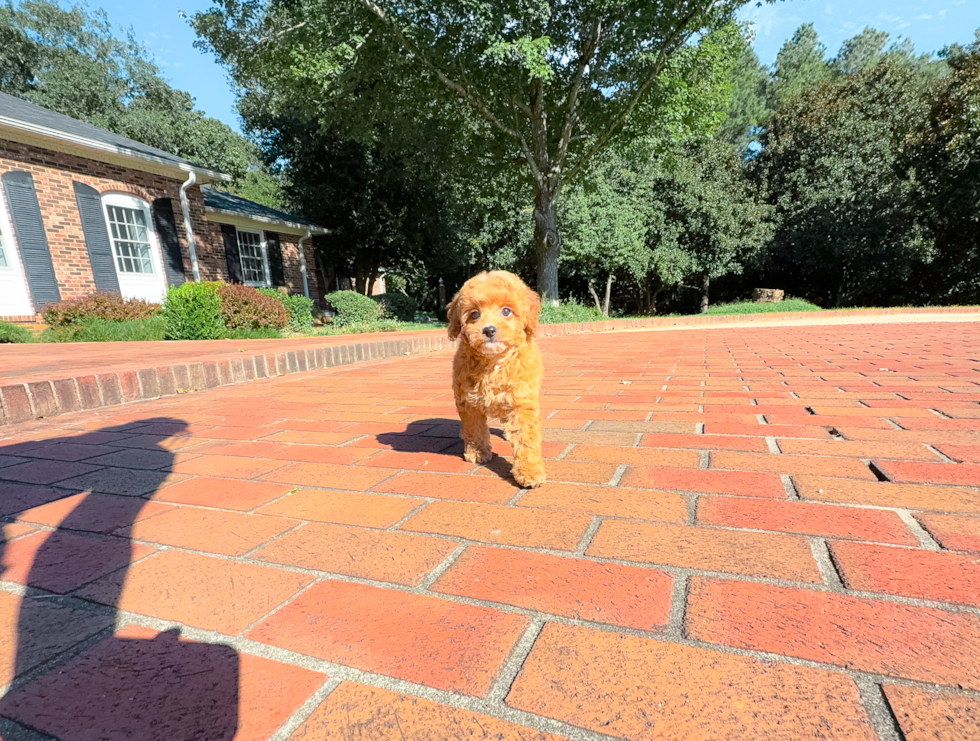 Cavapoo Puppy for Adoption