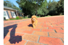 Cute Cavapoo Baby
