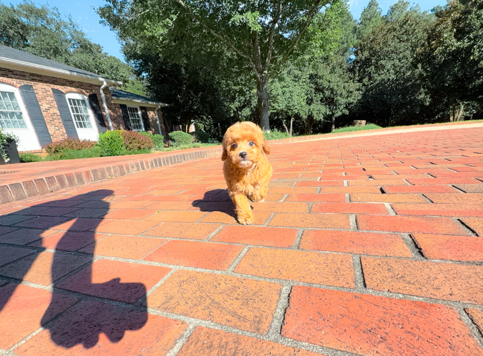 Cute Cavapoo Baby