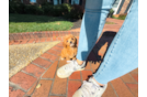 Best Cavapoo Baby
