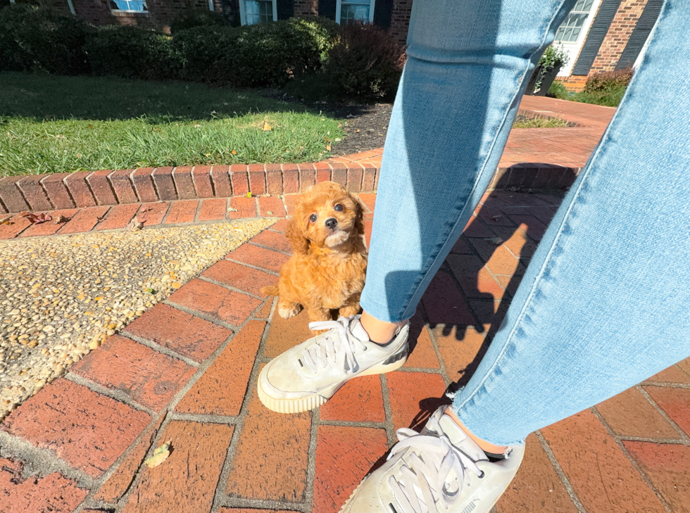 Best Cavapoo Baby