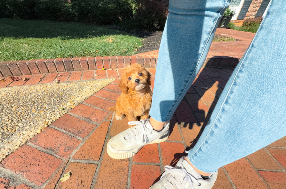 9 week old Cavapoo Puppy For Sale - Simply Southern Pups
