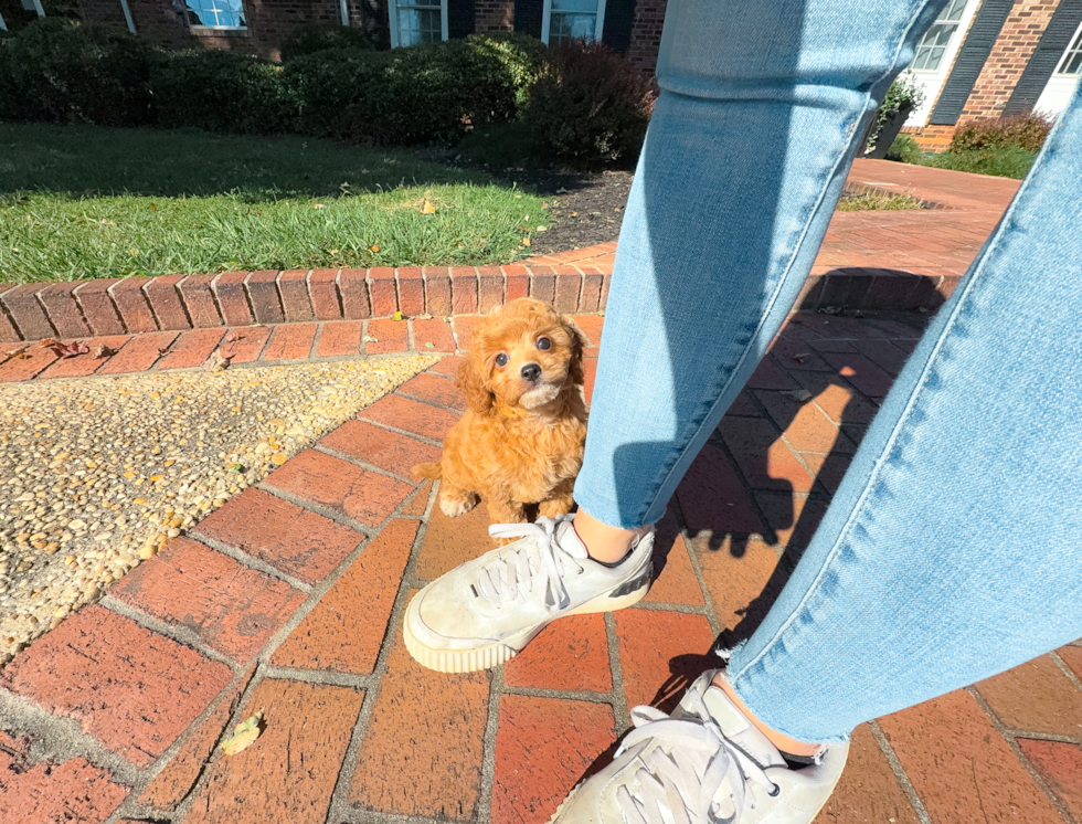 Cavapoo Pup Being Cute