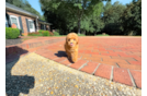 Best Cavapoo Baby