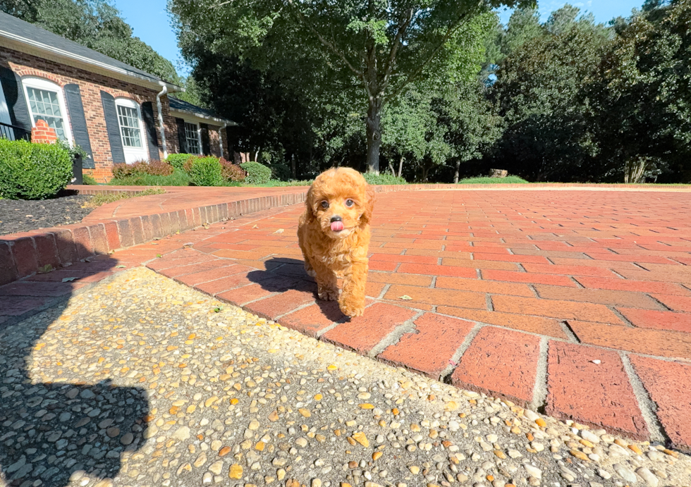 Best Cavapoo Baby