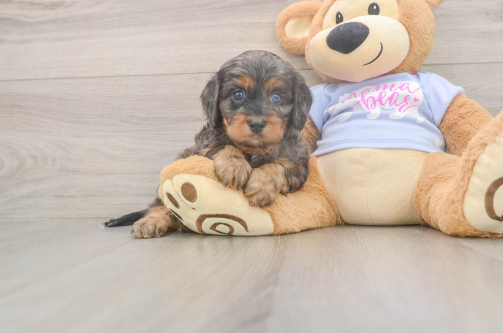 7 week old Cavapoo Puppy For Sale - Simply Southern Pups