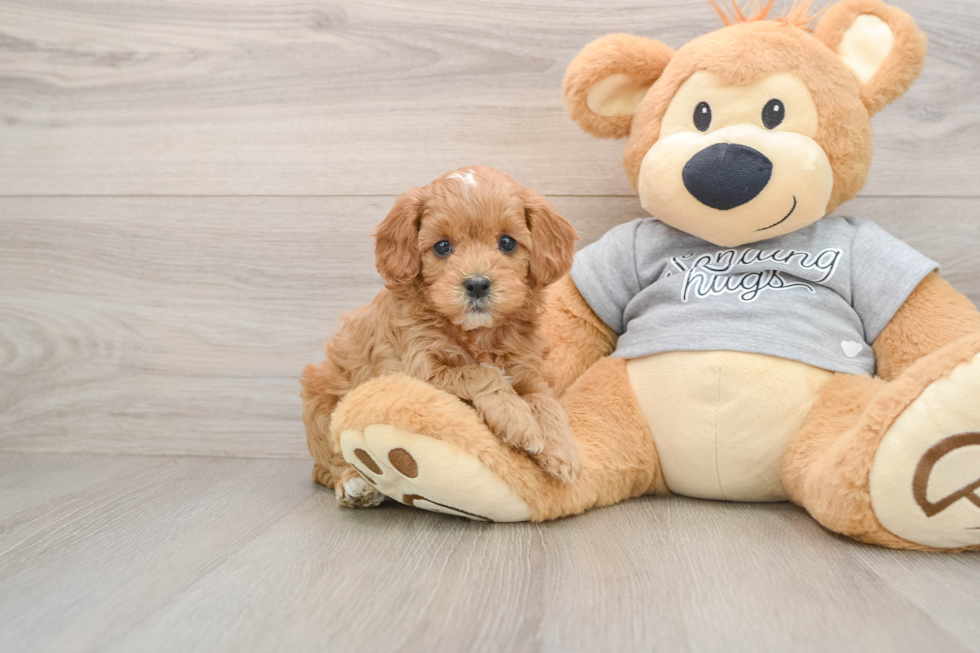 Sweet Cavapoo Baby
