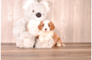 Best Cavapoo Baby
