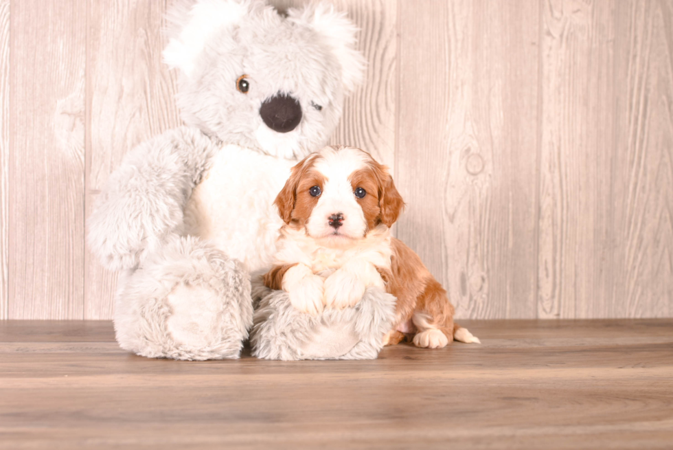 Best Cavapoo Baby