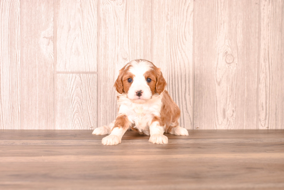 Cavapoo Pup Being Cute