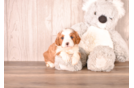 Cavapoo Pup Being Cute