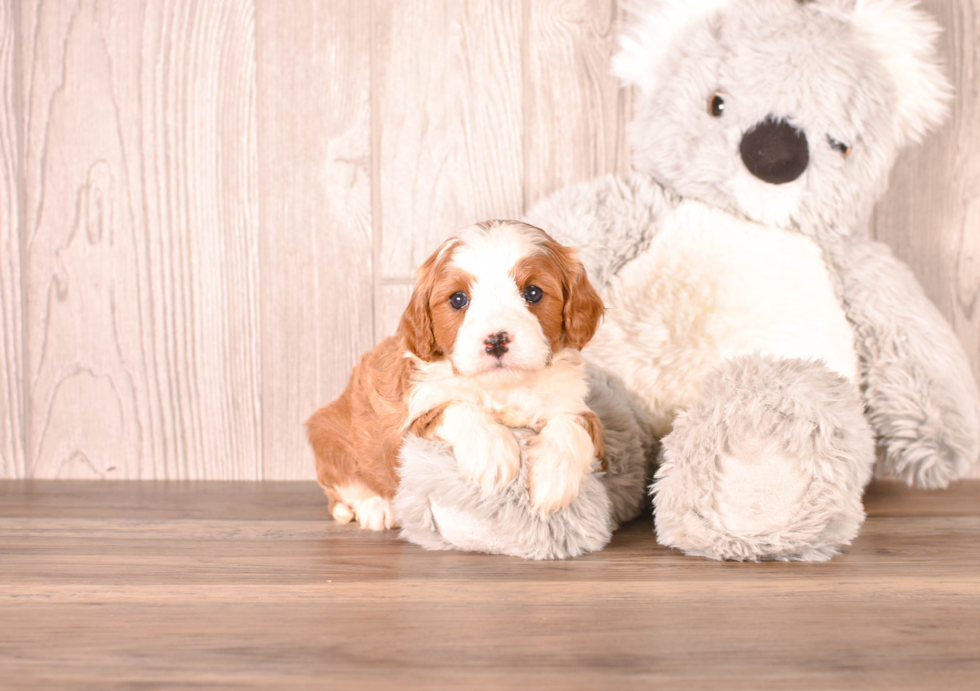 Cavapoo Pup Being Cute