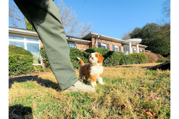 Cute Cavapoo Baby